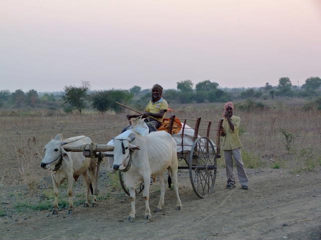 Bullock cart in farm area