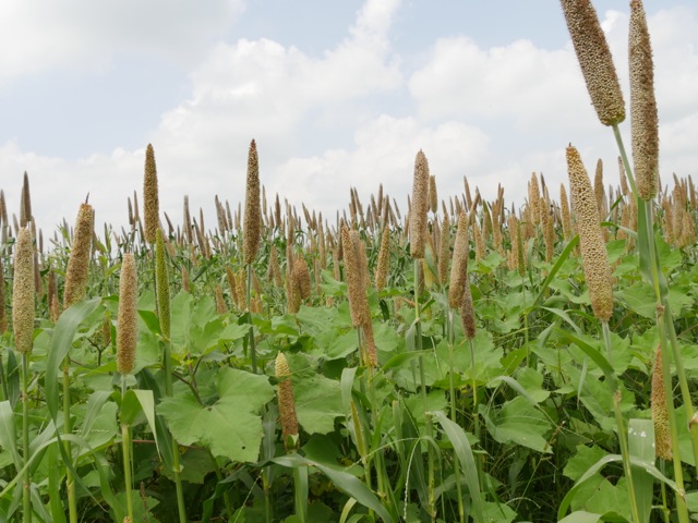 Lush crops of millet