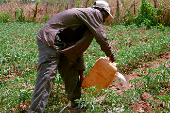 Watering and flooding fields by hand is simple, cheap and hard work, but leveling the field can help conserve water. Photo by Bread for the World / Flickr