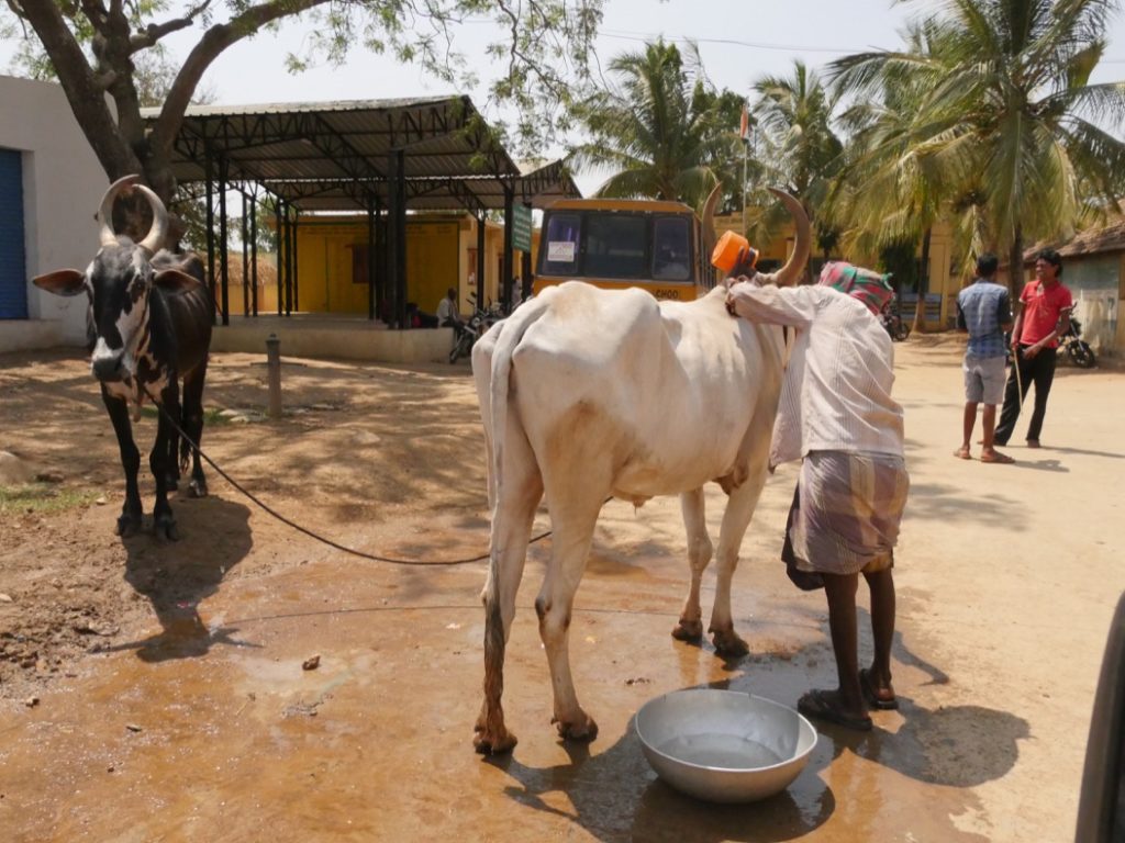 Washing Cattle